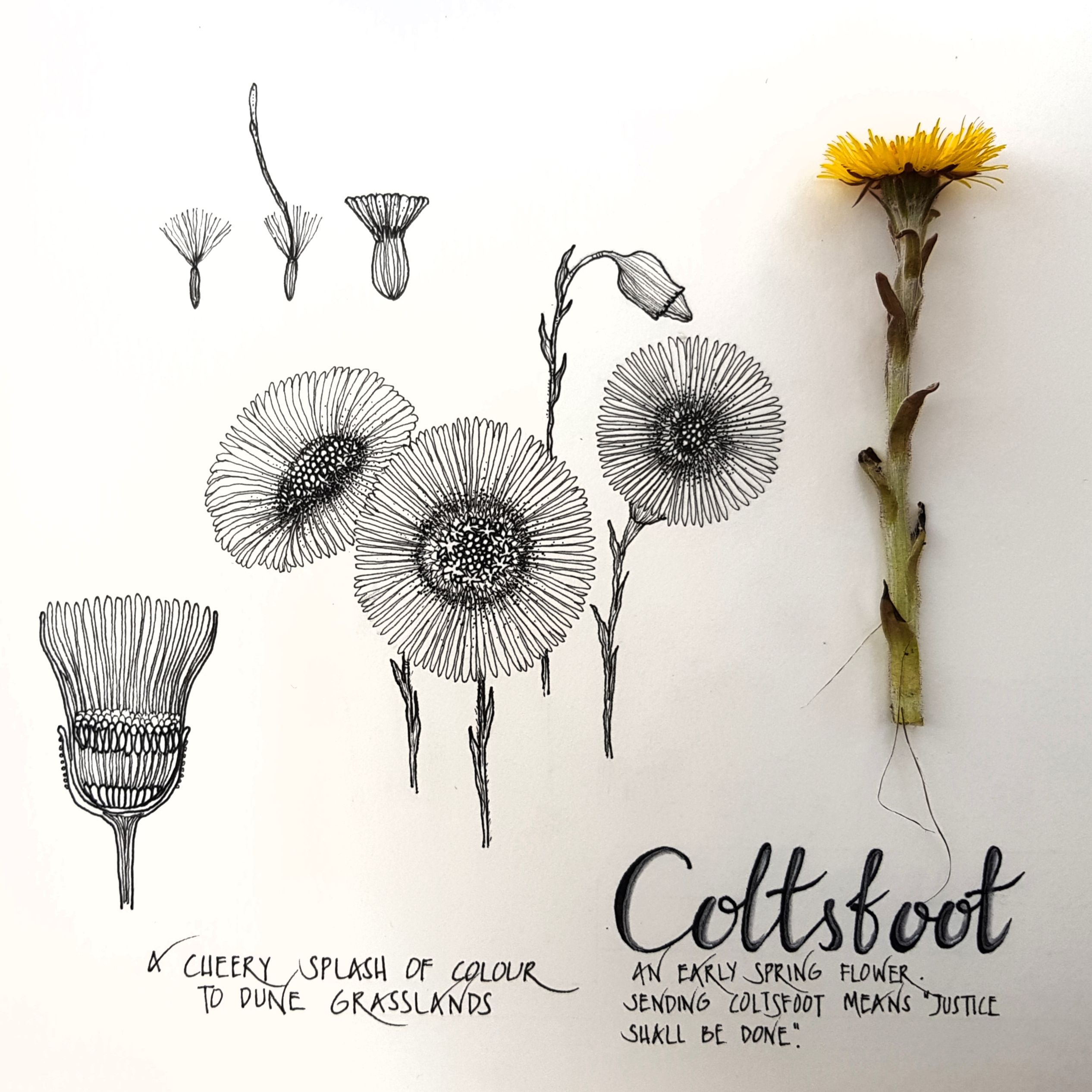 Ink on paper illustrations