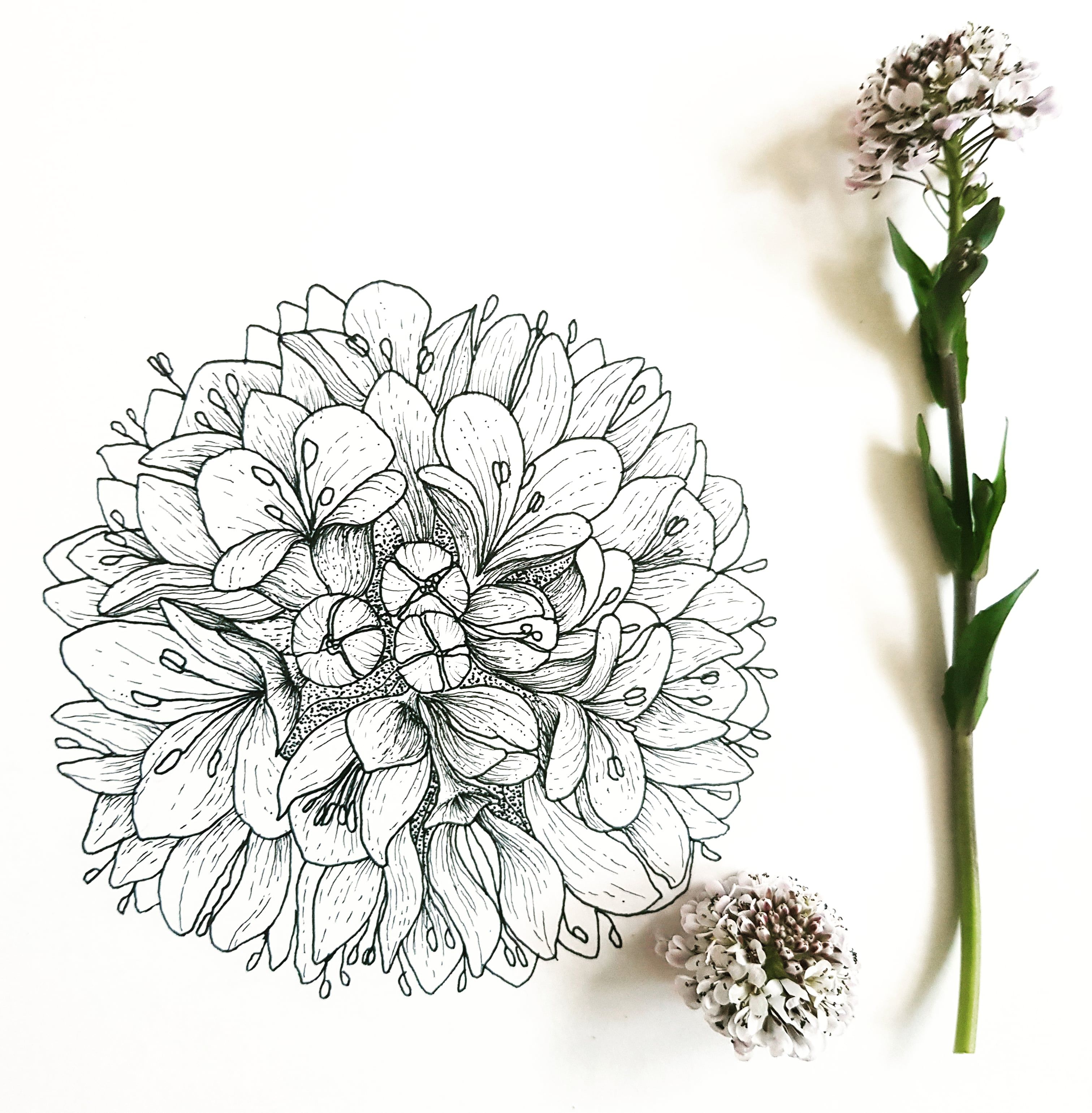 Floral illustrations on paper